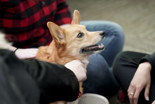 Can different-sized dogs have different teeth problems?